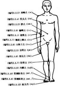 標準腿型