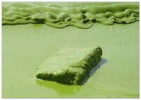太湖暴發藍藻水華