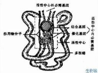 酶分子結構