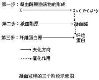 凝血過程示意圖