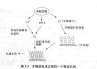 牙釉質形成過程的一個假設機制