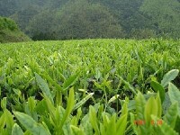 楊山村[浙江省麗水市景寧縣金鐘鄉楊山村]