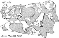 偷蛋龍模式標本（編號AMNH 6517）的顱骨示意圖