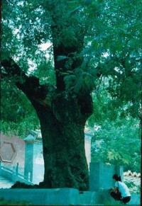 古剎支亭寺山門前的一棵樹