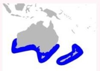 安氏中喙鯨分佈範圍（藍色部分）