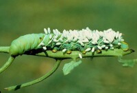 寄生[生物學概念]