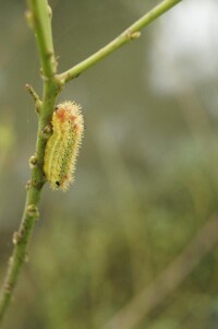 刺毛蟲[動物名稱]