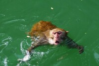 水猴