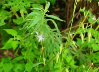 藍花毛鱗菊的植株