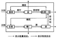 桑基魚塘系統物質循環和能量流動示意圖