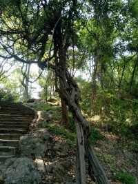 玉皇山國家森林公園