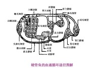 無頜類