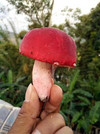 野生紅菇