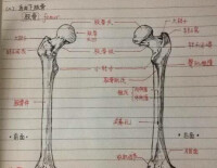 自由下肢骨