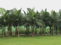 亞力山大椰子櫚