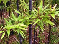 竹類植物-紫竹