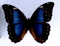 維拉藍閃蝶