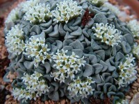 Crassula mesembryanthemopsis（都星）