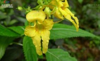 金鳳花[鳳仙花屬植物]