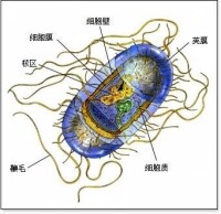 化能自養菌