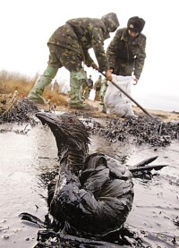 被泄漏的重油污染的海鳥