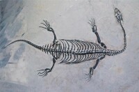 貴州龍化石
