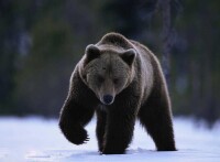 阿特拉斯棕熊