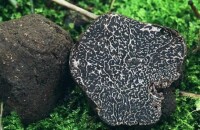 Tubermelanosporum