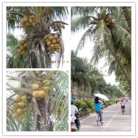 湛江海邊的街道的椰子樹，果實累累