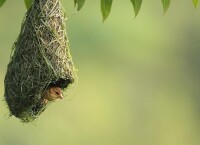 織布鳥屬物種