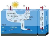 海洋碳匯