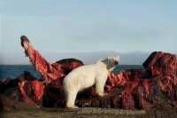 北極熊啃食弓頭鯨屍體