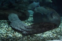 水下的大鯢魚