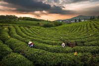 黃龍峴茶文化村