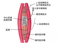 末梢