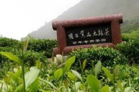 九龍茶園