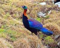 紅拉山自然保護區的綠尾虹雉