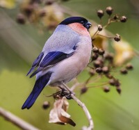 灰雀[鳥類]