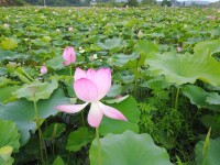 夏陽村[湖南省永州市珠山鎮夏陽村]