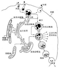 溶酶體酶