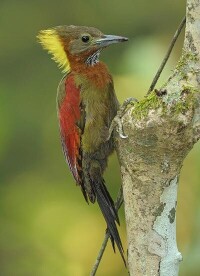斑喉綠啄木鳥