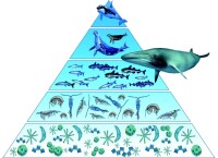 海洋動物[《海洋動物》（3D科普圖書）]