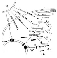 （圖）葉綠體基因組