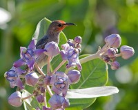 吸蜜鳥科