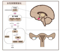 下丘腦-垂體-卵巢軸