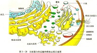 分泌蛋白的靶向輸送