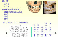 牙的分類和排列1