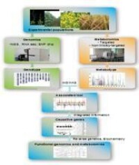 植物代謝全基因組關聯分析