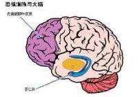 恐懼記憶的研究