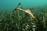 海藻中的草海龍